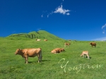 2007,08,10放牧牛と阿蘇往生岳.jpg