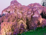 2012,04,28滝桜の夜桜012.jpg