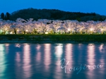 2012,05,01桧木内川堤桜並木の夜景055.jpg