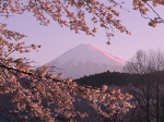 2006,04,03岩本山公園より桜と富士山横01.jpg