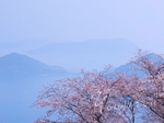桜咲く紫雲出山.jpg