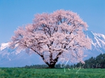 小岩井の一本の桜.jpg