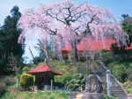 大聖寺のしだれ桜.jpg