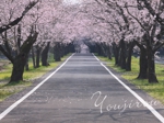 母智丘公園の桜並木.jpg