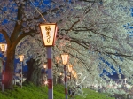2006,04,22一目千本桜夜景横06.jpg