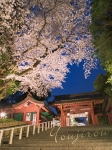 2006,04,27塩竃神社夜桜縦04.jpg