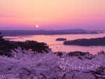 2006,04,29桜咲く松島湾の日の出西行戻しの松公園横06.jpg