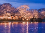 2007,04,15臥竜公園の夜桜12.jpg