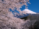 2006,04,03岩本山公園より桜と富士山.jpg